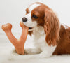 Dog happily chewing on a Benebone Wishbone, enjoying its flavour and durability.