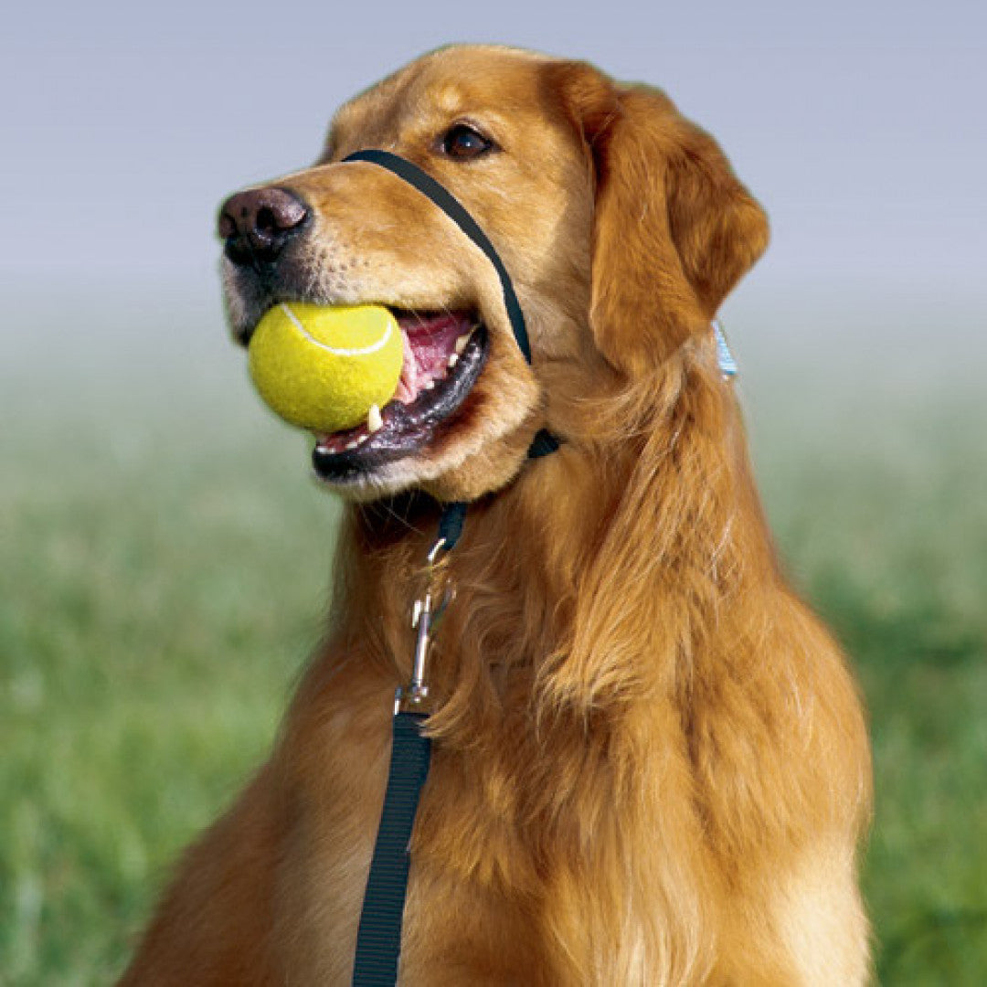 Gentle Leader Head Collar