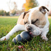 Image of a dog intensely chewing and playing with the Kong Extreme, demonstrating its durability and engagement.