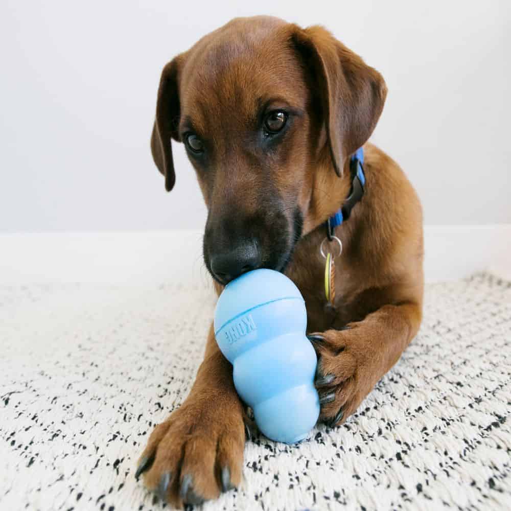 Kong - Puppy Kong