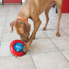 A playful dog interacting with the KONG Gyro, nudging it with its paw as treats fall out