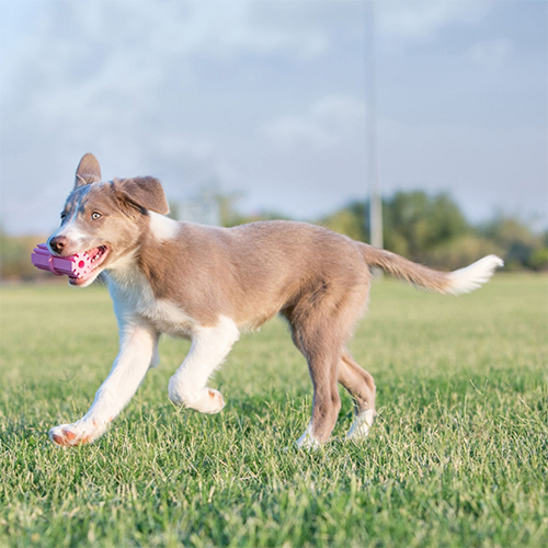 A playful puppy carrying the KONG Puppy Teething Stick, showcasing its soft rubber and perfect size for teething puppies.