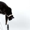 Pawtanical Full Spectrum Hemp Health Oil