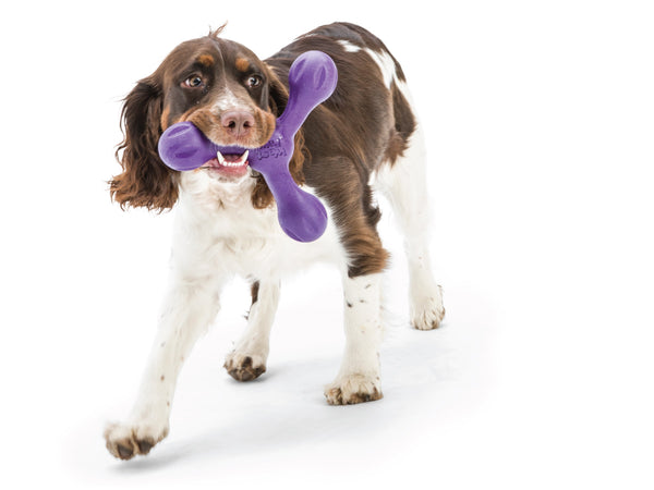 Happy Spaniel dog holding the West Paw Skamp dog toy in its mouth, ready for playtime.