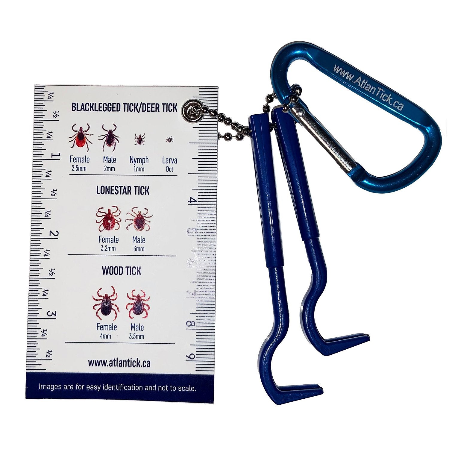 Atlantick Tick Pick: Image showing the two-size tick picks, essential tools for safe tick removal.Atlantick Tick Pick with an identification card displaying different types of ticks.