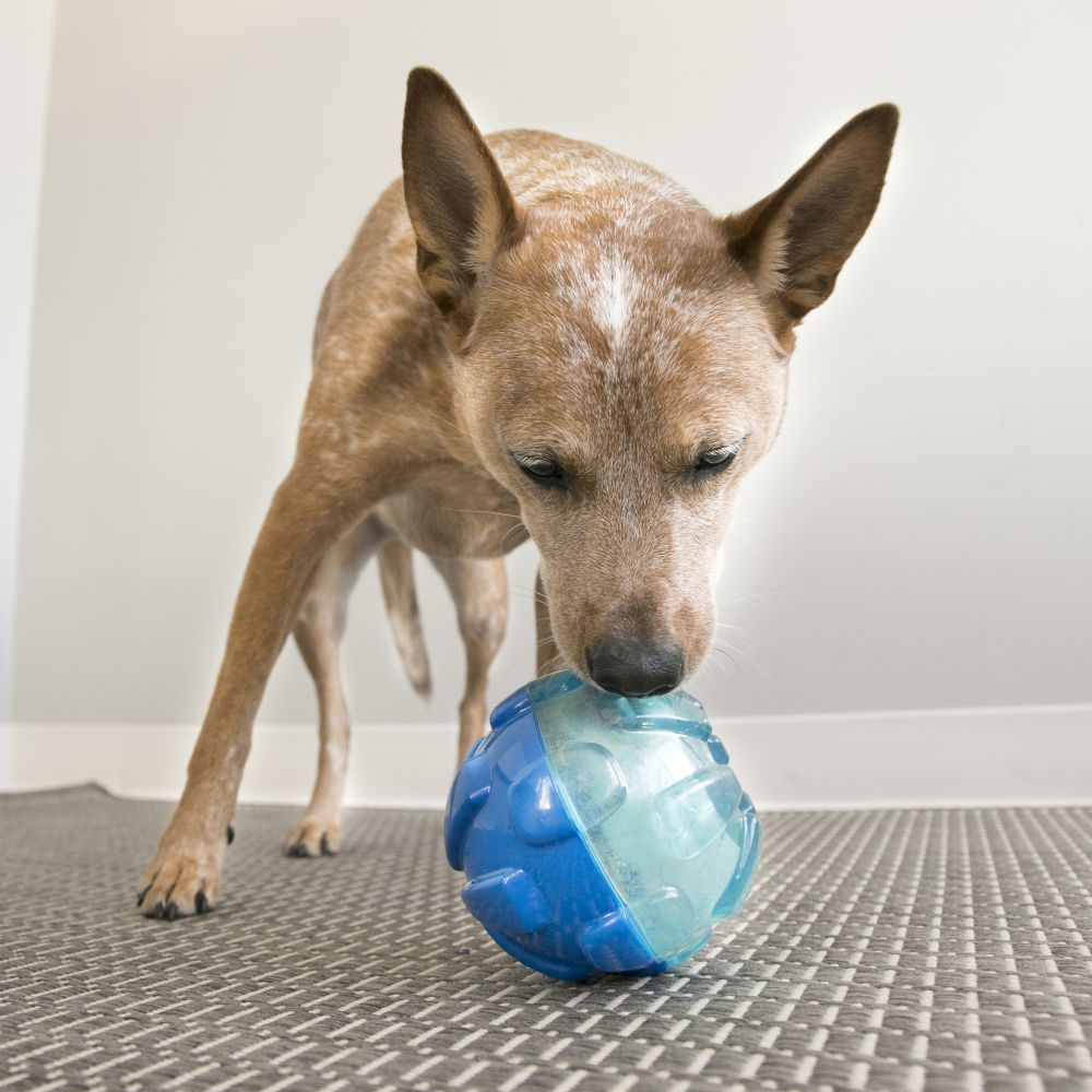 Kong - Reward Ball