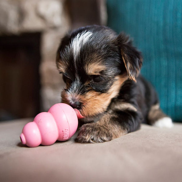 Kong - Puppy Kong