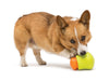 Image of a corgi happily playing with a stuffed West Paw Toppl toy, showcasing the toy in use.