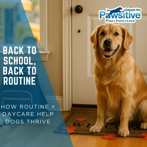 School’s In, Paws Up: How Routine + Daycare Help Dogs Thrive