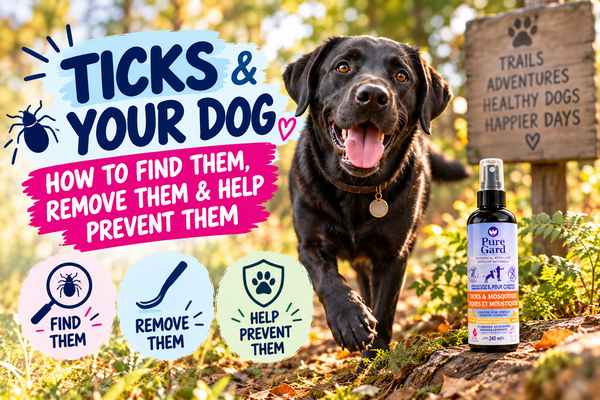 Black dog on a wooded trail with PureGard tick repellent and a dog tick guide covering how to find, remove and help prevent ticks.
