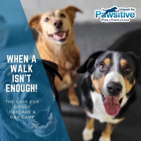 Is a daily walk really enough for your dog? Discover how doggy daycare and day camp provide more value, stimulation, and joy for your pup—beyond just a stroll around the block.