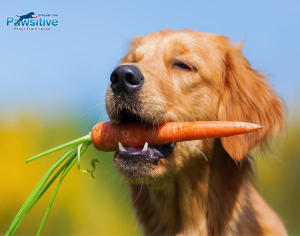 A golden retriever eating a carrot for our Dog Nutrition 101 blog