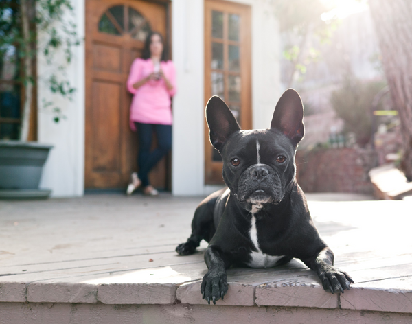 Dog laying down and staying with owner in the background during an outdoor training session.