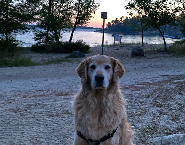 Golden Retriever sitting calmly on the beach, exemplifying how understanding your dog's behaviour can lead to a more relaxed and happy pet.