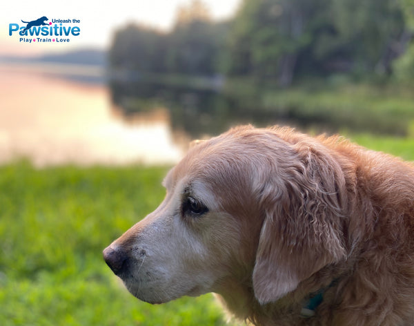 Caring for Your Senior Dog: How to Keep Your Dog Healthy in Their Golden Years