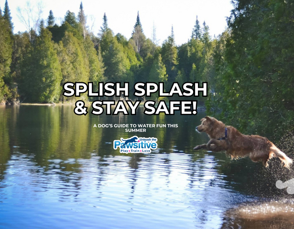 Splish, Splash, Stay Safe: A Dog’s Guide to Water Fun This Summer