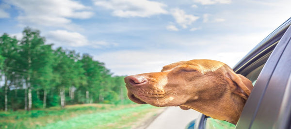 A dog joyfully hanging his head out the window, promoting our blog post on tips for traveling with your dog for a safe and enjoyable journey.