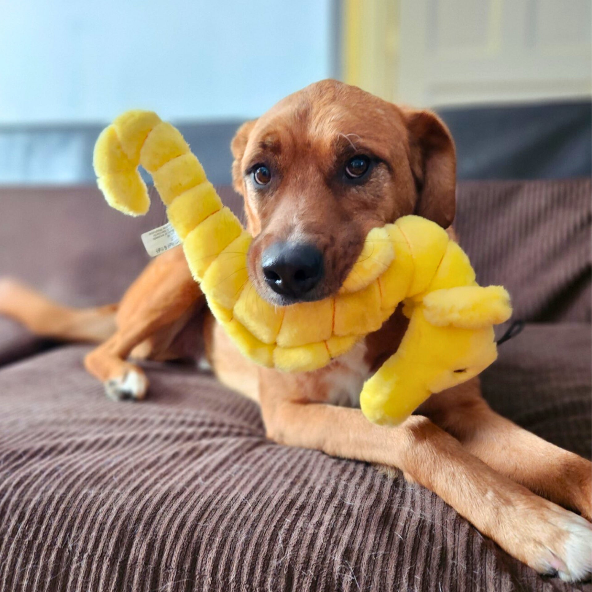 Fluff & Tuff - Stella the Seahorse