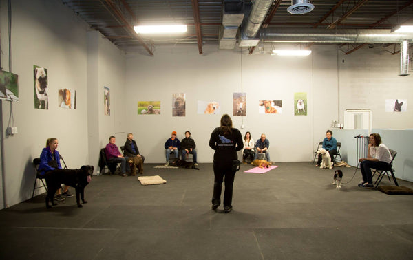Enthusiastic dogs and their attentive owners participate in engaging and effective dog training classes, fostering stronger bonds and well-behaved companions