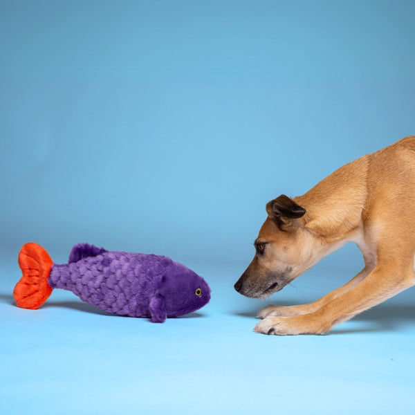 Dog focused on Fluff & Tuff Cici Tropical Fish plush toy on the ground, showcasing engaging colours and interactive design that stimulates play, mental engagement, and snuggling.
