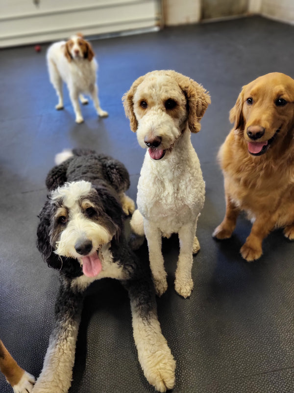 Three playful dogs enjoy a fun-filled day at the daycare, they're practicing good obedience by sitting and laying down.