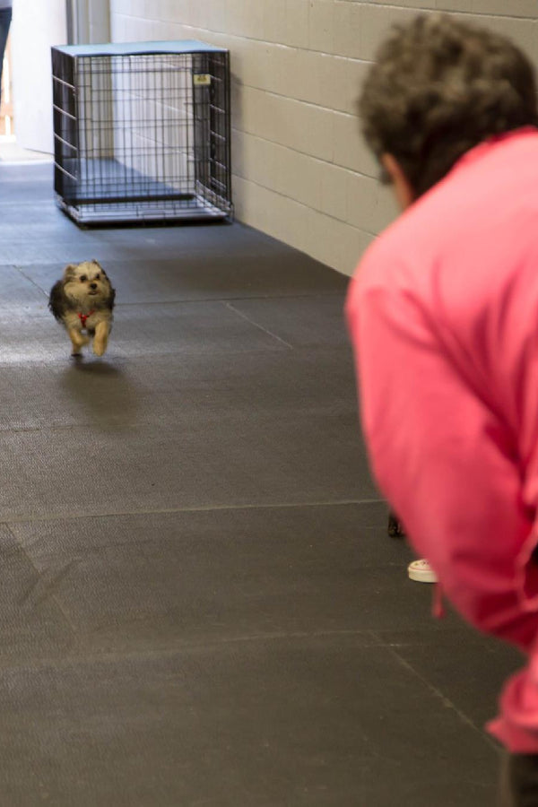 A Yorkie demonstrating the 'come when called' command during our Life Skills class, showcasing obedience training and building essential recall skills