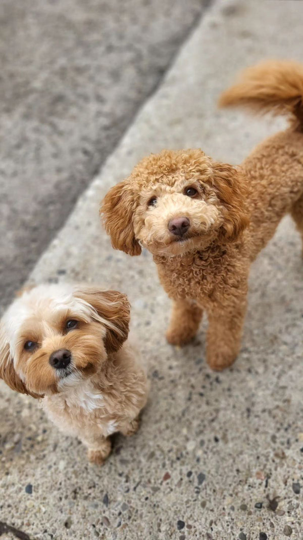 Two puppies standing together, promoting positive puppy socialization in our caring environment, fostering lifelong friendships and good behaviour.