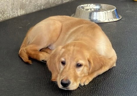 A sleepy puppy rests peacefully after a day in our puppy program, recharging for more fun and learning ahead.