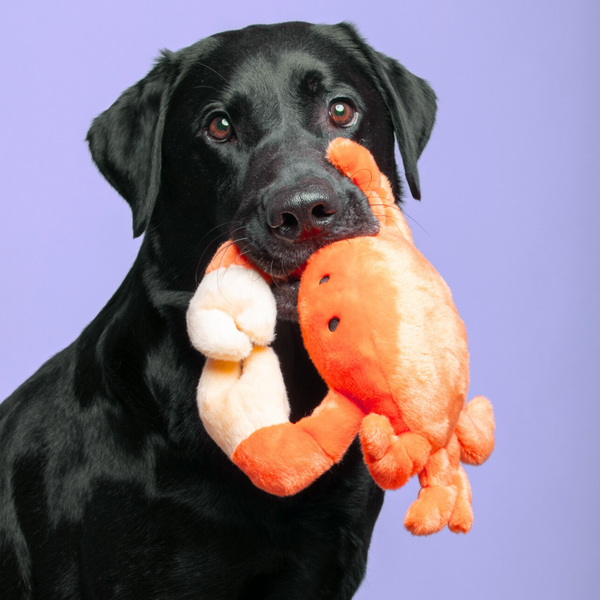 Dog carrying Fluff & Tuff Phyllis Crab plush toy in its mouth, highlighting the toy’s perfect size, durable stitching, and soft yet tough material ideal for chewing, tugging, and playful fetching.