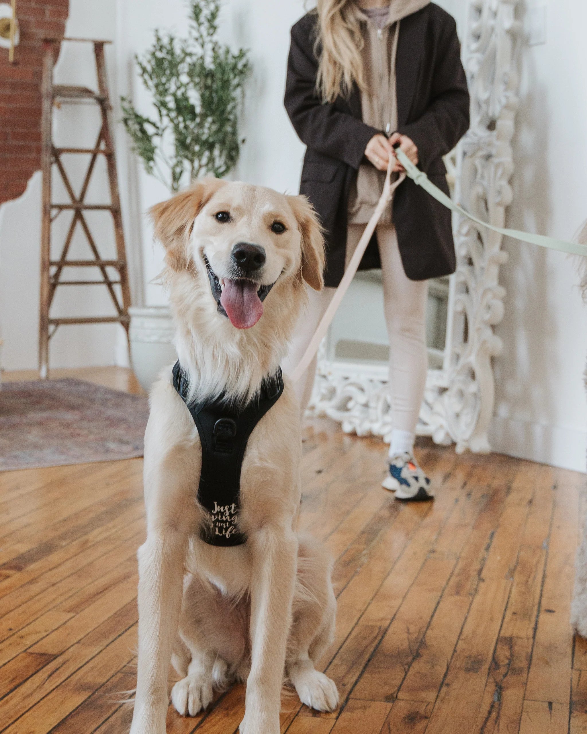 Happy dog wearing the DexyPaws Living My Best Life No Pull Harness demonstrating its secure adjustable fit, padded comfort, front no-pull leash attachment, reflective trim, and supportive design for everyday adventures.