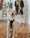 Happy dog wearing the DexyPaws Living My Best Life No Pull Harness demonstrating its secure adjustable fit, padded comfort, front no-pull leash attachment, reflective trim, and supportive design for everyday adventures.