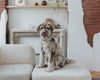 Dog comfortably wearing the DexyPaws Sage Green No Pull Harness demonstrating its secure adjustable fit, padded support, front leash attachment for reduced pulling, and comfortable everyday walking design.