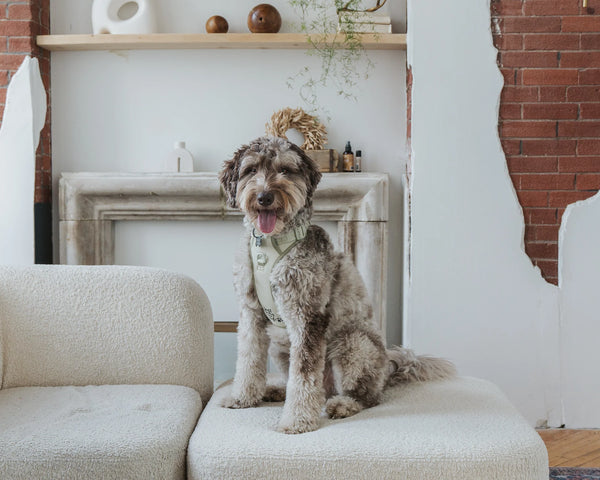 Dog comfortably wearing the DexyPaws Sage Green No Pull Harness demonstrating its secure adjustable fit, padded support, front leash attachment for reduced pulling, and comfortable everyday walking design.
