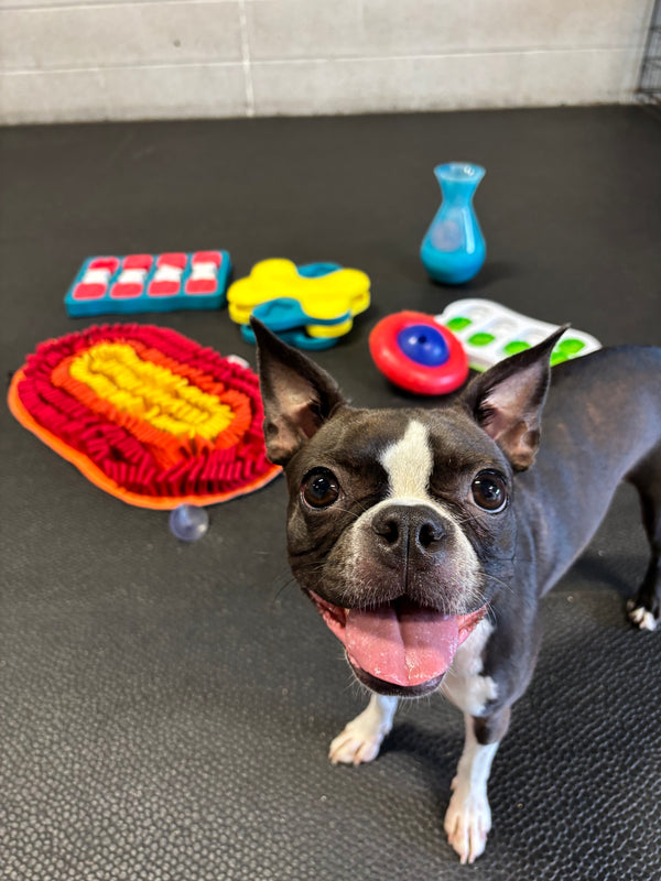Abby a Boston Terrier enjoying her day at Doggy Day Camp in Saugeen Shores Ontario.  Day Camp stress-free option for tourists looking for reliable dog care while exploring the beach, shopping, or dining out. Your dog will enjoy a fun, structured day of enrichment activities, and you’ll enjoy peace of mind knowing they’re in great hands!