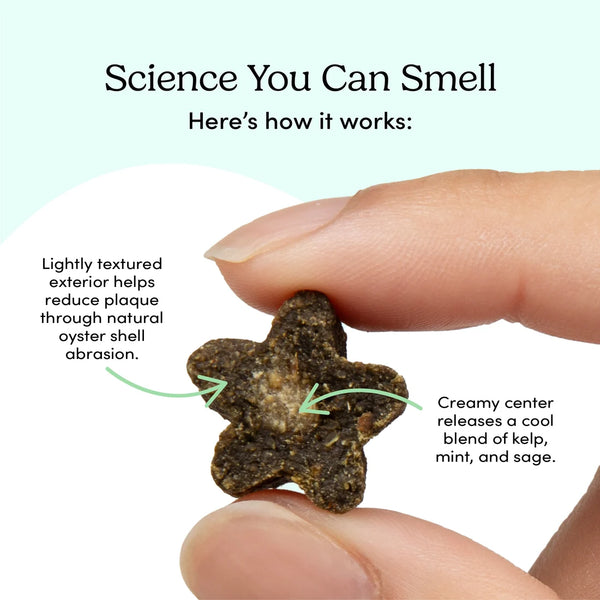 Macro close-up of a Fresh Bites Spearmint treat revealing its lightly textured oyster shell exterior that scrubs plaque and creamy kelp, mint, and sage center that releases cooling fresh breath
