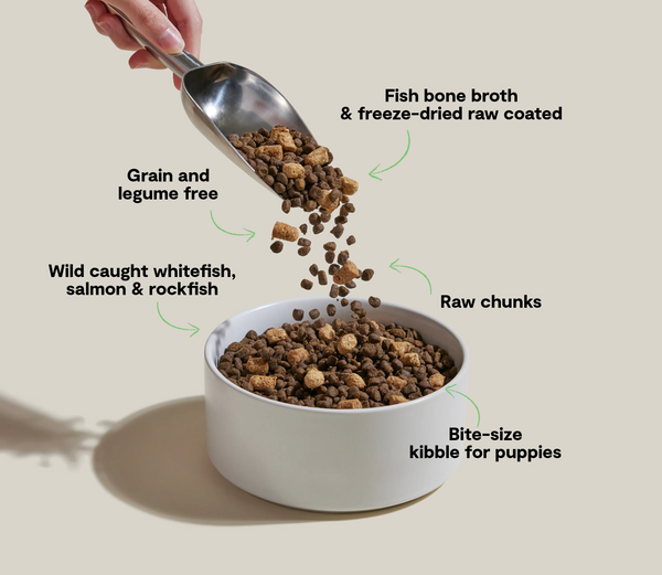 Grain-free puppy food pouring into bowl with arrows highlighting benefits like brain development, muscle growth, healthy digestion, omega fatty acids, and raw nutrition boost