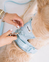 Dexypaws - No Pull Harness - Sky Blue