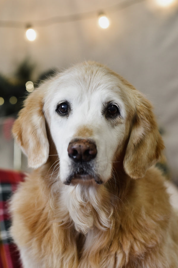 Kaylee, our beloved office greeter, radiating warmth and cheer with her wagging tail and golden fur, making every visitor feel right at home