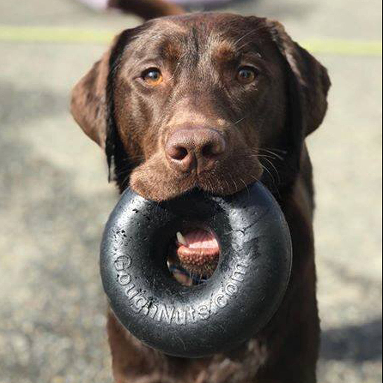 A powerful chewer enjoying the Goughnuts Heavy Duty Ring Dog Toy.