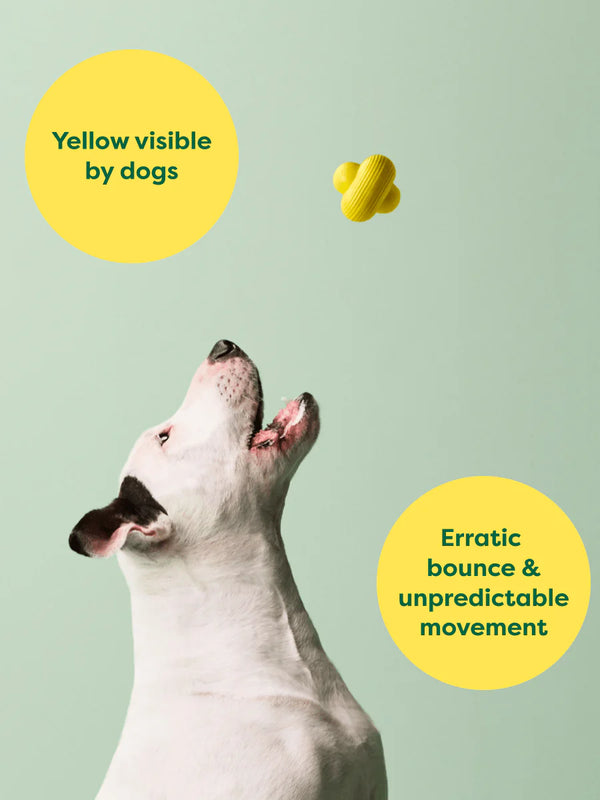 Earth Rated Fetch Toy with erratic bounce and bright yellow colour, making it highly visible to dogs in grass and water.