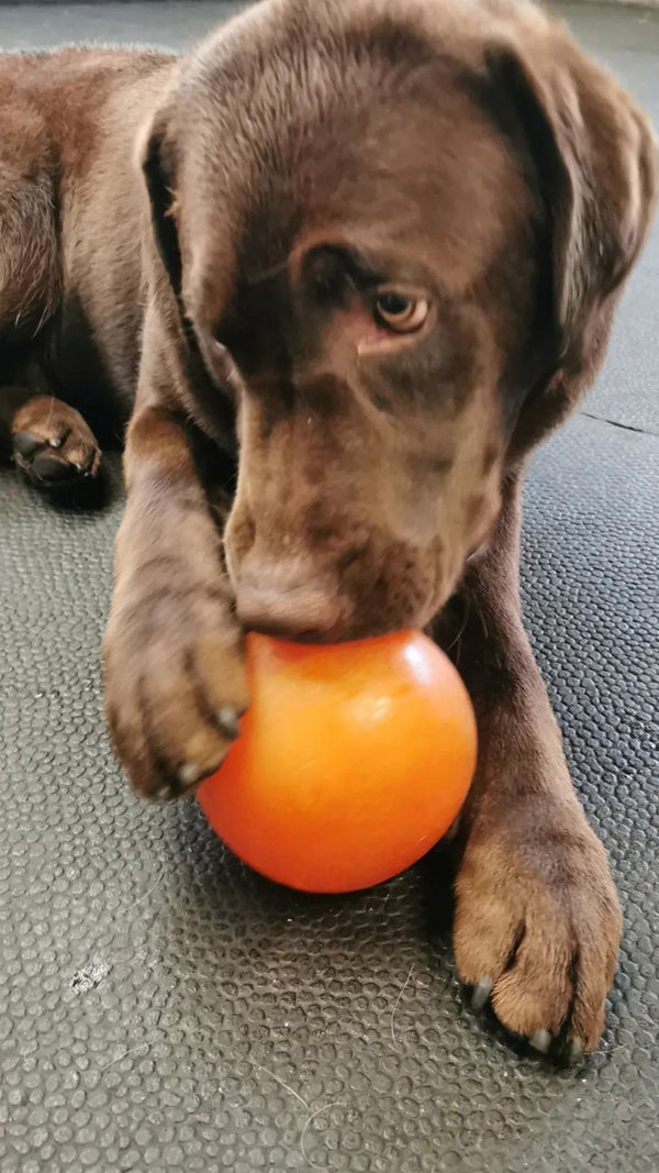 Enrichment at our doggy daycare in Port Elgin Ontario is an important factor about what sets us apart from other daycares.  We implement a variety of enrichment techniques to promote mental and physical stimulation for our guests.  From interactive toys on our daycare floor to group training sessions, we provide mental and physical stimulation tailored to your dog's needs