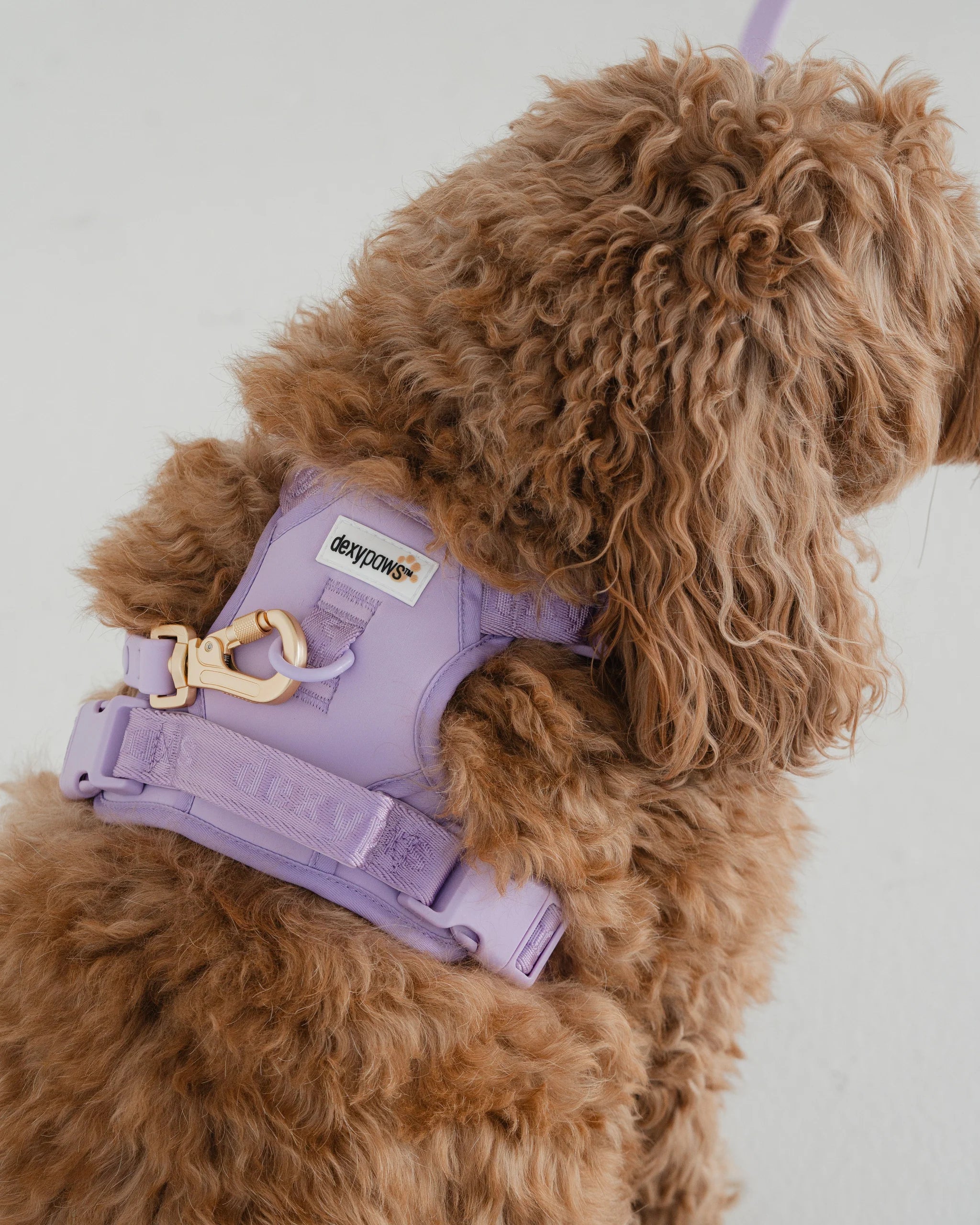 Dexypaws - No Pull Harness - Lilac