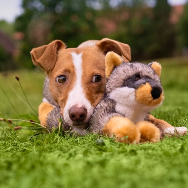 Happy dog playing with Fluff & Tuff Sterling the Fox plush toy during interactive playtime, demonstrating the toy's soft texture, durable construction, and ability to provide both enrichment and comfort.