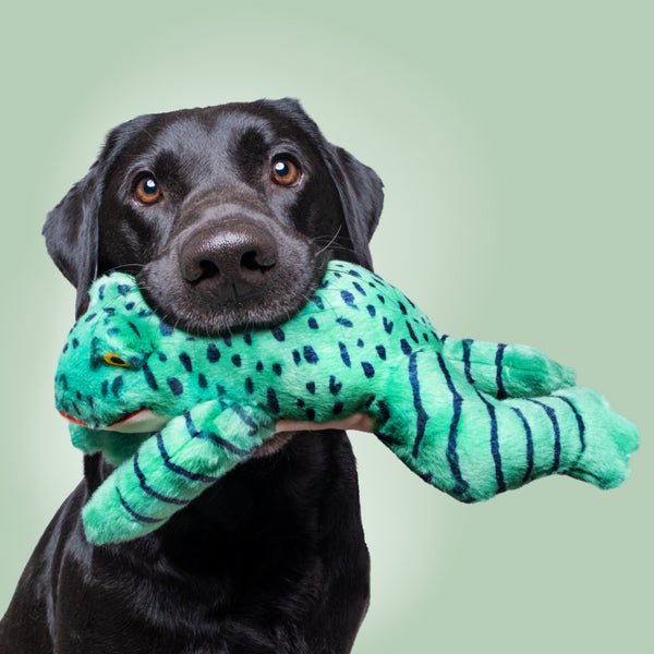Fluff & Tuff Oliver Frog in a dogs mouth ready to chase and play, showcasing toy’s fun shape, bright colours, and durable plush construction.
