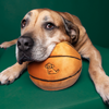 Dog resting its head on the large Fluff & Tuff Basketball plush toy, showing the toy's comforting size and softness for snuggling after play.