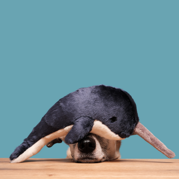 Dog playing with Bleu the Narwhal plush toy, highlighting the toy's signature tusk, durable reinforced construction, soft premium materials, and ability to encourage carrying, shaking, retrieving, enrichment activities, and bonding through play.