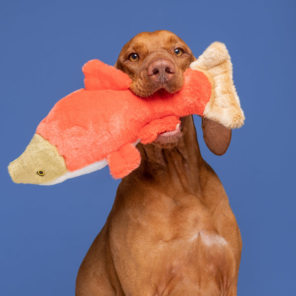 Dog carrying and playing with Cedar the Salmon plush toy, highlighting the toy's long body design, durable reinforced construction, soft premium materials, and ability to encourage retrieving, shaking, tugging, carrying, and enrichment-based play.