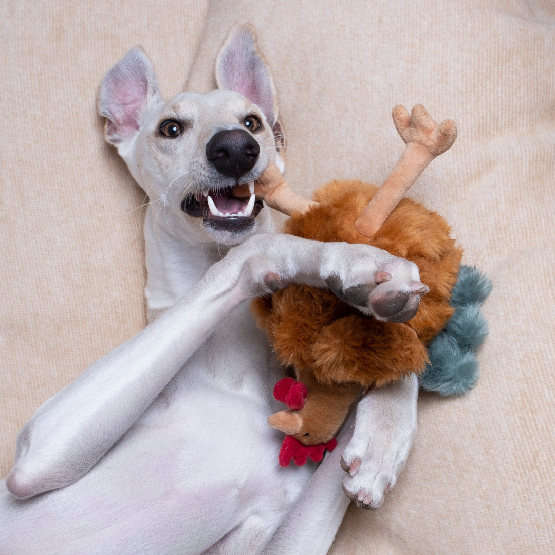 Dog enthusiastically playing with Chandler the Chicken plush toy, demonstrating its engaging floppy-leg design, durable interior mesh reinforcement, soft texture, and ability to encourage active play while remaining gentle on dogs' mouths.