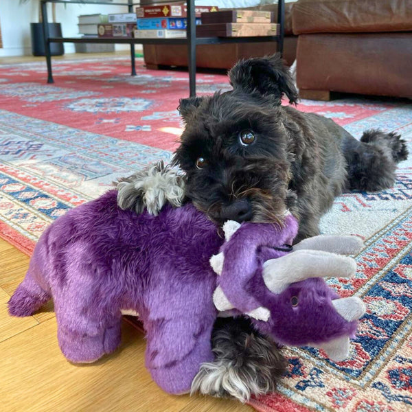 Dog playing with Charlie the Triceratops plush toy, highlighting the toy's grab-friendly horns, durable reinforced construction, strong tail for shaking, soft premium materials, and ability to encourage tugging, carrying, retrieving, and bonding through play.