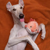 Dog happily playing with Dottie the Puffer Fish plush toy while lying on its back, demonstrating the toy's soft texture, engaging rounded shape, reinforced durability, and ability to encourage interactive play, tossing, and comfort.